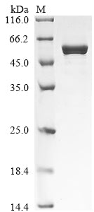 Greater than 90% as determined by SDS-PAGE.Recombinant Musa Acuminata Utp--Glucose-1-Phosphate Uridylyltransferase (UGPA) Protein (His)