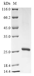 Greater than 90% as determined by SDS-PAGE.Recombinant Dog Prorelaxin (RLN) Protein (His)