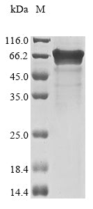 Greater than 85% as determined by SDS-PAGE.Recombinant Human Yth Domain-Containing Family Protein 1 (YTHDF1) Protein (His)
