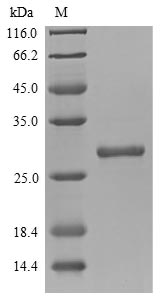 Greater than 85% as determined by SDS-PAGE.Recombinant Mouse Chymotrypsin-Like Elastase Family Member 3B (CELA3B) Protein (His&Myc)