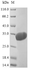 Greater than 90% as determined by SDS-PAGE.Recombinant Mouse 14-3-3 Protein Beta/Alpha (YWHAB) Protein (His)