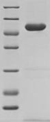 Greater than 85% as determined by SDS-PAGE.Recombinant Mouse 14-3-3 Protein Beta/Alpha (YWHAB) Protein (His-sumostar)