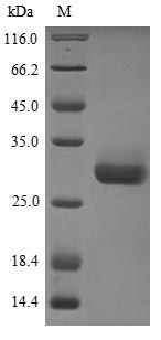 Greater than 85% as determined by SDS-PAGE.Recombinant Mouse 14-3-3 Protein Beta/Alpha (YWHAB) Protein (His)