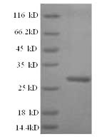 Greater than 90% as determined by SDS-PAGE.Recombinant Arabidopsis Thaliana Probable Wrky Transcription Factor 2 (WRKY2) Protein (His)