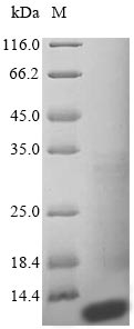 Greater than 85% as determined by SDS-PAGE.
