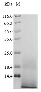 Greater than 85% as determined by SDS-PAGE.Recombinant Arabidopsis Thaliana Epidermal Patterning Factor-Like Protein 9 (EPFL9) Protein (His)