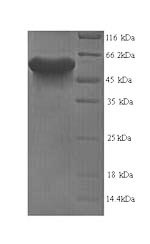 Greater than 90% as determined by SDS-PAGE.Recombinant Mouse Leucine-Rich Repeat And Immunoglobulin-Like Domain-Containing Nogo Receptor-Interacting Protein 1 (LINGO1) Protein (His)