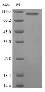Greater than 85% as determined by SDS-PAGE.Recombinant Mouse Pancreatic Secretory Granule Membrane Major Glycoprotein Gp2 (GP2) Protein (His)