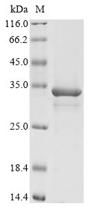 Greater than 90% as determined by SDS-PAGE.Recombinant Mouse Methyltransferase-Like Protein 10 (EEF1AKMT2) Protein (His-Myc)