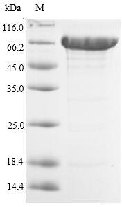Greater than 90% as determined by SDS-PAGE.