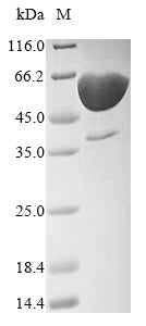 Greater than 90% as determined by SDS-PAGE.Recombinant Human Delta-Like Protein 3 (DLL3) Protein (His)