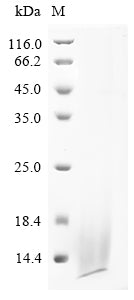 Greater than 90% as determined by SDS-PAGE.Recombinant Dendroaspis Angusticeps Dendrotoxin B (DTX-B) Protein (His)