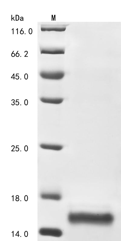 Greater than 85% as determined by SDS-PAGE.