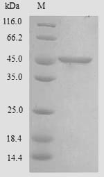 Greater than 90% as determined by SDS-PAGE.Recombinant Human Chitinase Domain-Containing Protein 1 (CHID1) Protein (His)
