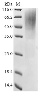 Greater than 85% as determined by SDS-PAGE.Recombinant Mouse Reticulon-3 (RTN3) Protein (His)