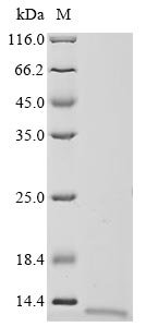 Greater than 90% as determined by SDS-PAGE.Recombinant Human Protein Lin-28 Homolog A (LIN28A) Protein (His)