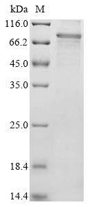 Greater than 90% as determined by SDS-PAGE.Recombinant Human Protein Lin-28 Homolog A (LIN28A) Protein (His-PDI)