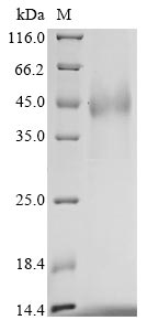 Greater than 85% as determined by SDS-PAGE.Recombinant Human Leucine-Rich Repeat-Containing G-Protein Coupled Receptor 6 (LGR6) Protein (His)
