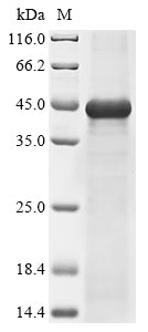 Greater than 90% as determined by SDS-PAGE.Recombinant Mouse Transmembrane Protease Serine 2 (TMPRSS2) Protein (His)
