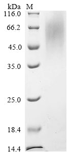 Greater than 90% as determined by SDS-PAGE.Recombinant Mouse Transmembrane Protease Serine 2 (TMPRSS2) Protein (His)