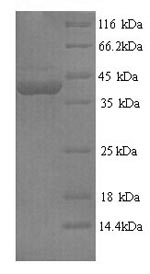 Greater than 90% as determined by SDS-PAGE.Recombinant Mouse Protein Flightless-1 Homolog (FLII) Protein (His)