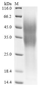 Greater than 90% as determined by SDS-PAGE.