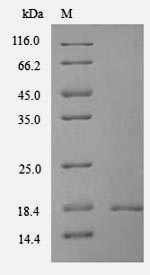 Greater than 90% as determined by SDS-PAGE.Recombinant Mouse Thioredoxin Domain-Containing Protein 12 (TXNDC12) Protein (His)