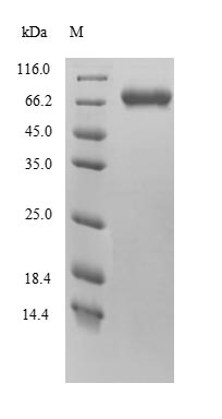 Greater than 90% as determined by SDS-PAGE.Recombinant Mouse Protein Fam111A (FAM111A) Protein (His)
