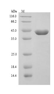 Greater than 90% as determined by SDS-PAGE.Recombinant Mouse Tsc22 Domain Family Protein 4 (TSC22D4) Protein (His)