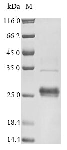 Greater than 85% as determined by SDS-PAGE.