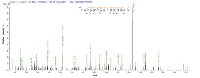 Based on the SEQUEST from database of Yeast host and target protein, the LC-MS/MS Analysis result of this product could indicate that this peptide derived from Yeast-expressed Homo sapiens (Human) ACTL8.Recombinant Human Actin-Like Protein 8 (ACTL8) Protein (His)