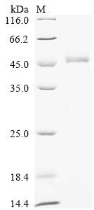 Greater than 85% as determined by SDS-PAGE.Recombinant Human O-phosphoseryl-tRNA (SEPSECS) Protein (His)