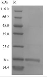 Greater than 90% as determined by SDS-PAGE.