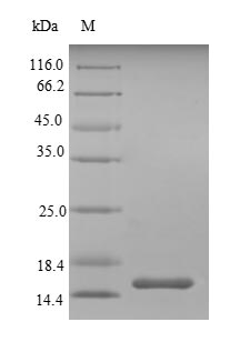 Greater than 90% as determined by SDS-PAGE.Recombinant Mouse Single Ig Il-1-Related Receptor (SIGIRR) Protein (His)