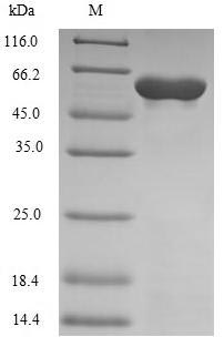 Greater than 85% as determined by SDS-PAGE.
