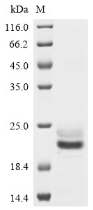 Greater than 90% as determined by SDS-PAGE.Recombinant Human E3 Ubiquitin-Protein Ligase Znrf3 (ZNRF3) Protein (His)