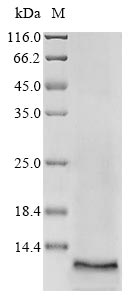 Greater than 85% as determined by SDS-PAGE.Recombinant Human Atp-Binding Cassette Sub-Family G Member 2 (ABCG2) Protein (His-Myc)