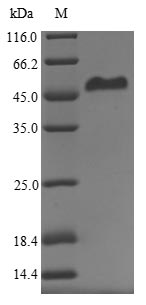Greater than 90% as determined by SDS-PAGE.Recombinant Human Syncytin-1 (ERVW-1) Protein (His)