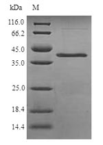 Greater than 90% as determined by SDS-PAGE.Recombinant Schizosaccharomyces Pombe Nadh Kinase Pos5, Mitochondrial (POS5) Protein (His)
