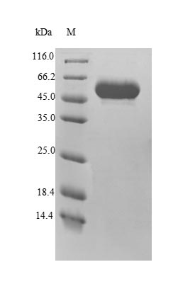 Greater than 90% as determined by SDS-PAGE.
