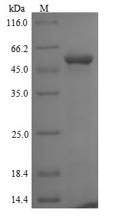 Greater than 85% as determined by SDS-PAGE.Recombinant Human F-Box/Lrr-Repeat Protein 2 (FBXL2) Protein (His)