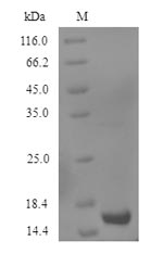 Greater than 90% as determined by SDS-PAGE.Recombinant Human Growth/Differentiation Factor 2 (GDF2) Protein (His)