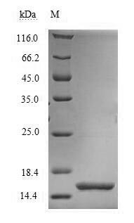 Greater than 90% as determined by SDS-PAGE.Recombinant Drosophila Melanogaster Partner Of Bursicon (PBURS) Protein (His)