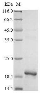Greater than 90% as determined by SDS-PAGE.