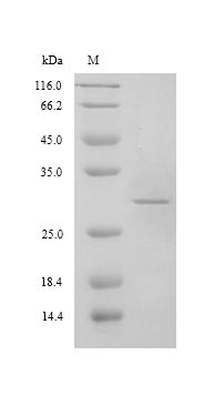Greater than 90% as determined by SDS-PAGE.Recombinant Hepatitis E Virus Genotype 3 Capsid Protein (ORF2) Protein (His)