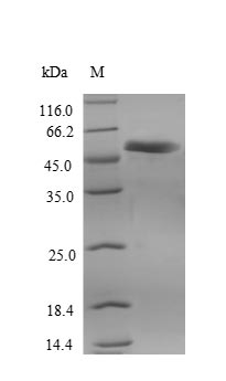Greater than 90% as determined by SDS-PAGE.Recombinant Human Receptor-Interacting Serine/Threonine-Protein Kinase 3 (RIPK3) Protein (His)