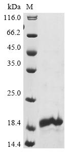 Greater than 90% as determined by SDS-PAGE.Recombinant Human Neuron Navigator 1 (NAV1) Protein (His)