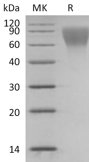 BL-2164NP: Greater than 95% as determined by reducing SDS-PAGE. (QC verified)Recombinant Human CD34 Protein (C-6His)