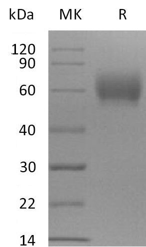BL-2205NP: Greater than 95% as determined by reducing SDS-PAGE. (QC verified)Recombinant Cynomolgus 5T4 Protein (C-6His)
