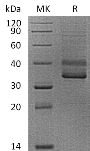 BL-2651NP: Greater than 95% as determined by reducing SDS-PAGE. (QC verified)Recombinant Human CD3E Protein (C-mFc)
